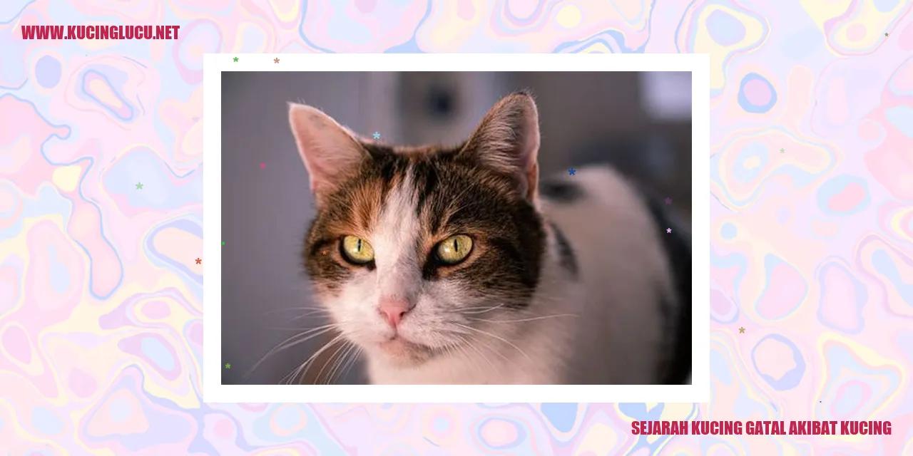 Ilustrasi Kucing Menggaruk