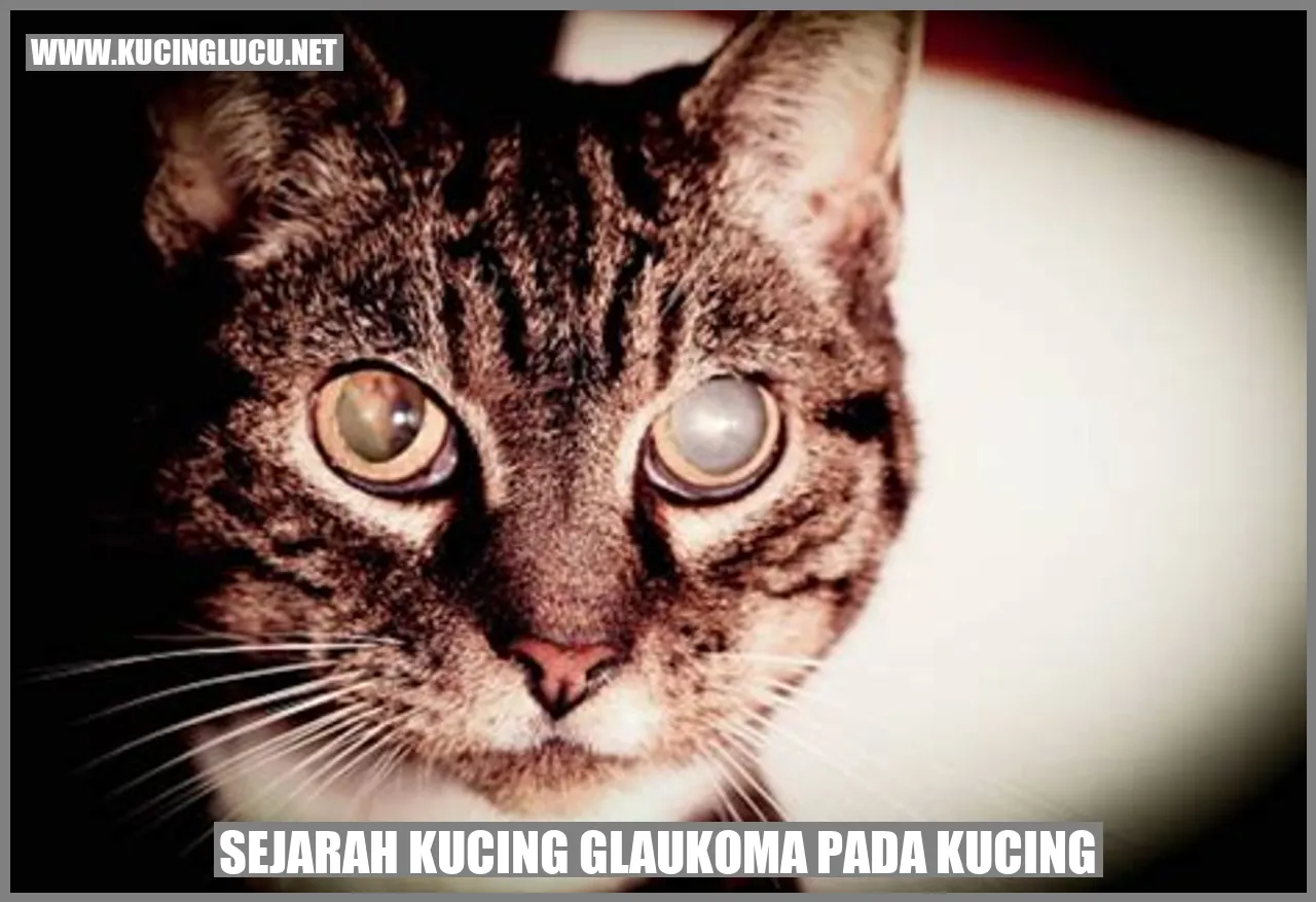 Gambar kucing glaukoma