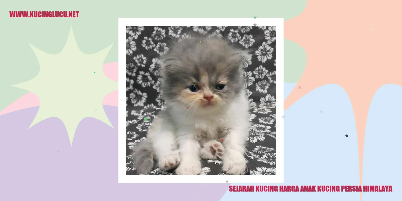 Gambar anak kucing Persia Himalaya