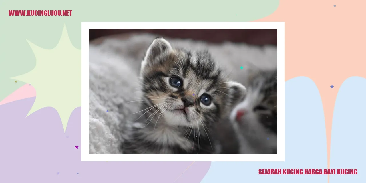 gambar kucing