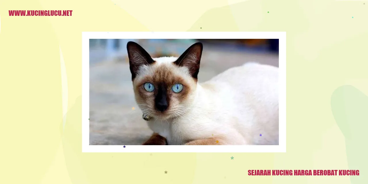 gambar kucing