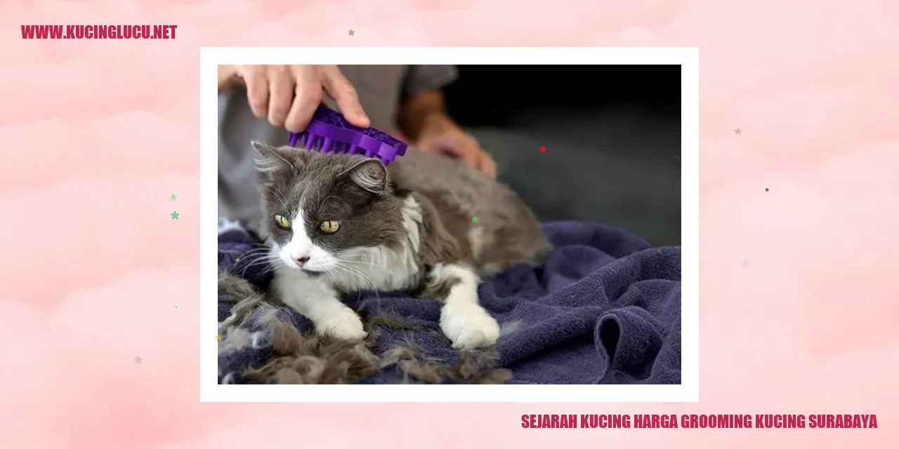 Grooming Kucing di Surabaya