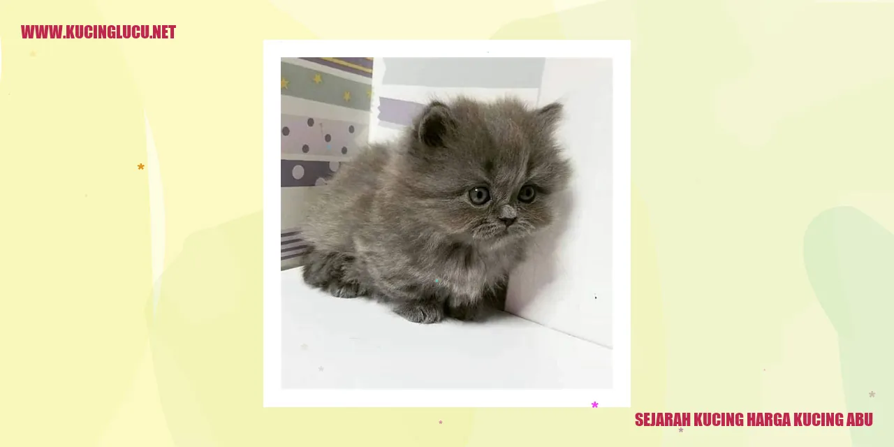 gambar kucing abu