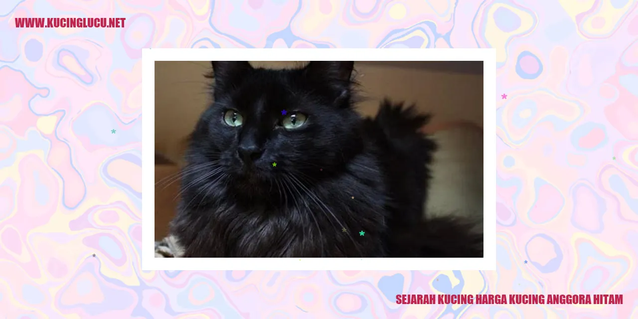 Kucing Anggora Hitam