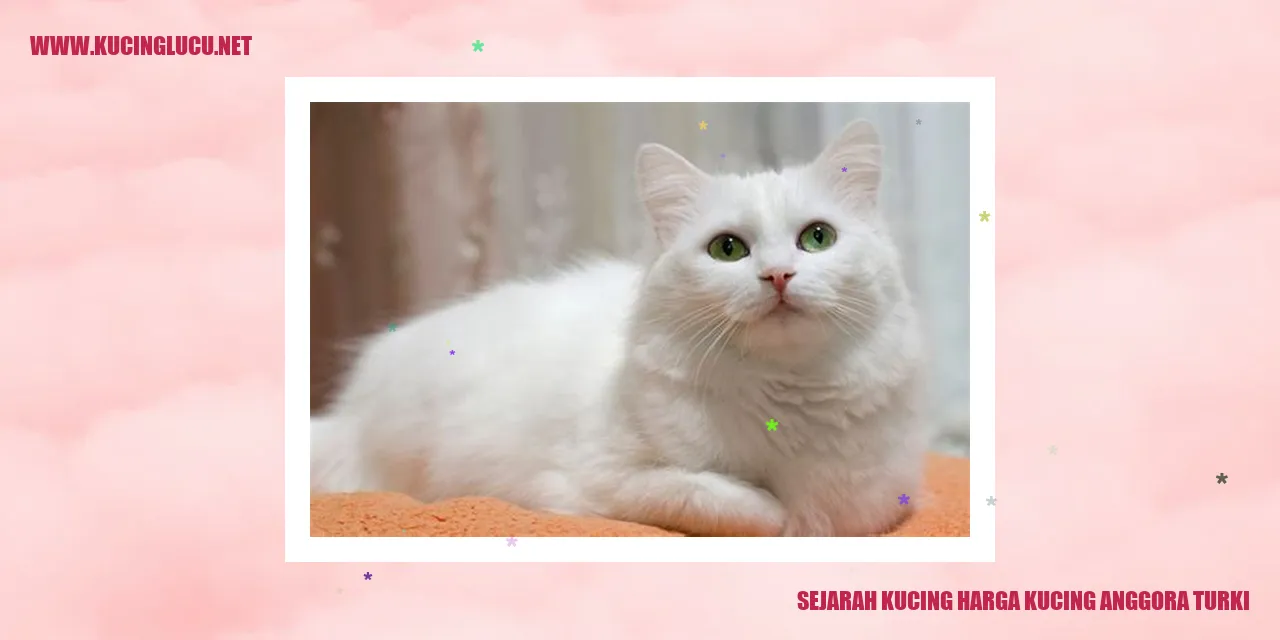Kucing Anggora