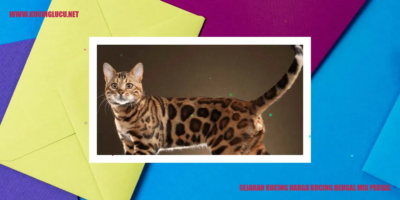 Kucing Bengal mix Persia