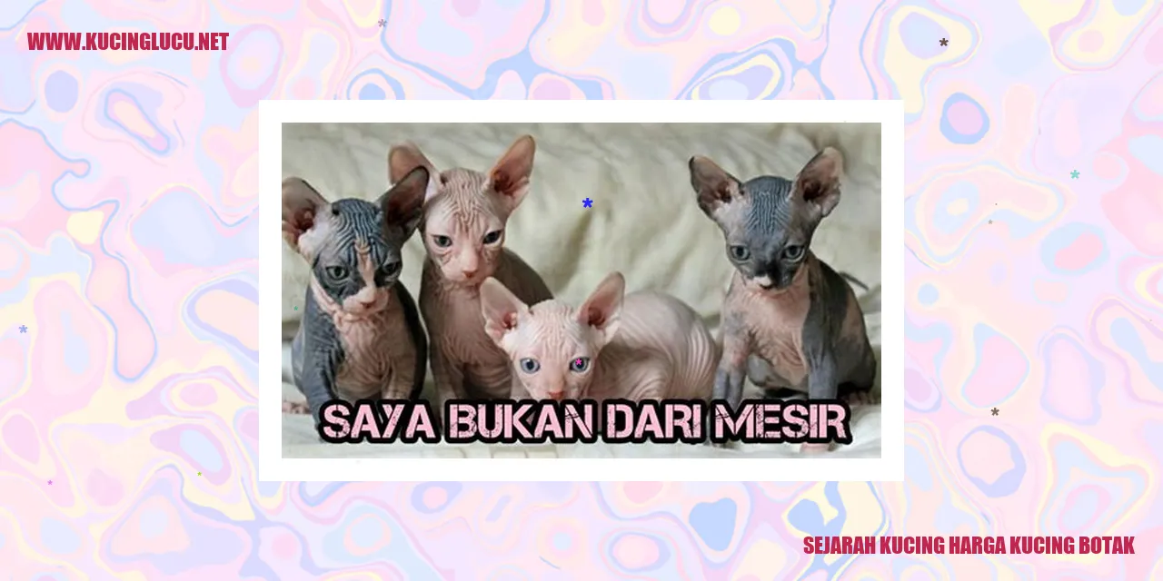 Gambar Sejarah Kucing Harga Kucing Botak