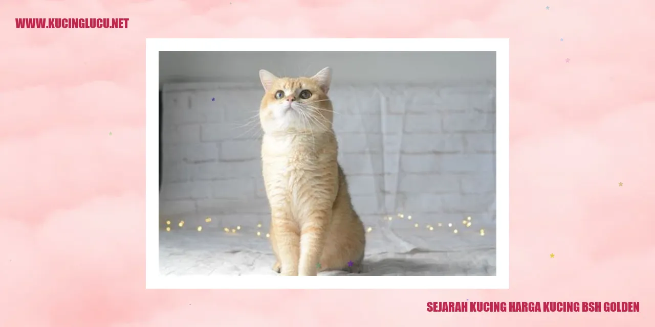 Sejarah Kucing harga kucing bsh golden