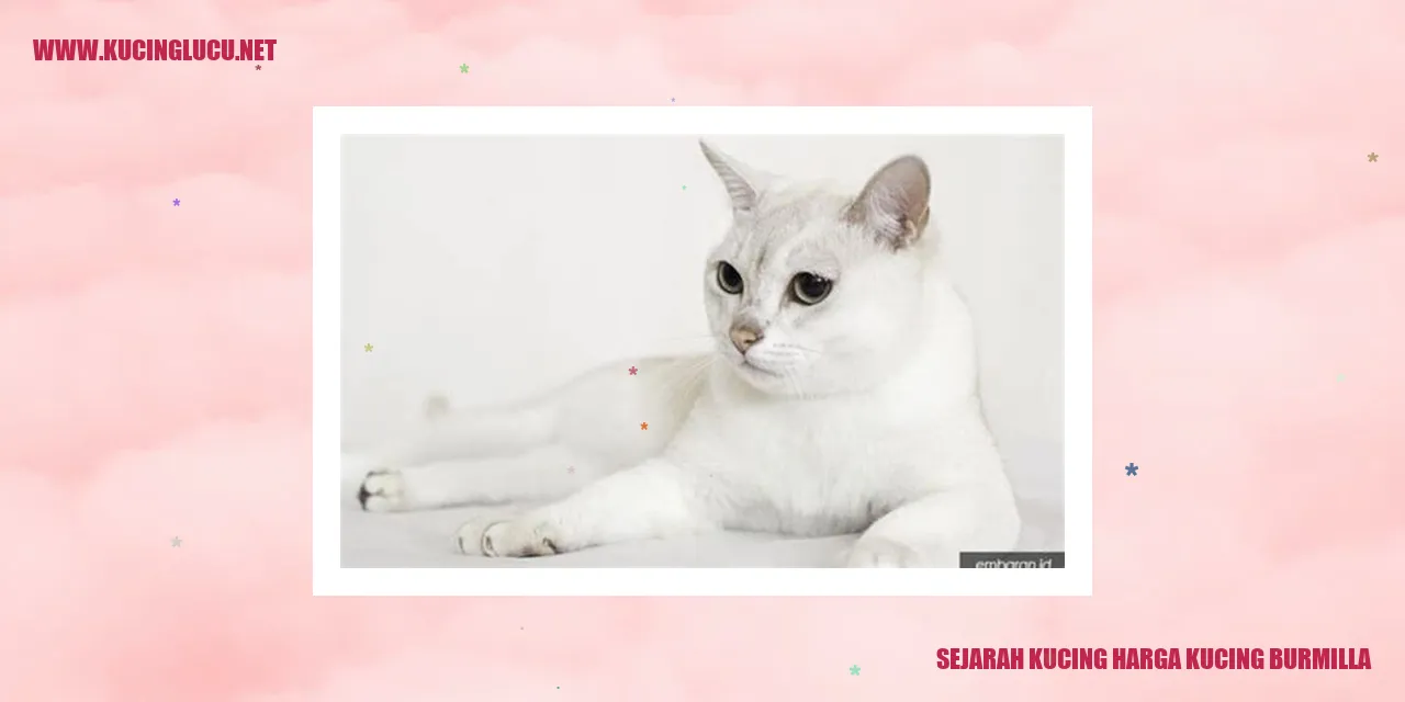 Gambar Kucing Burmilla