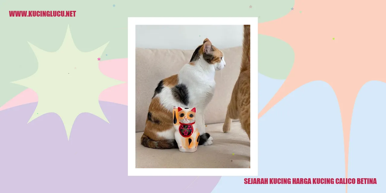 Kucing Calico Betina