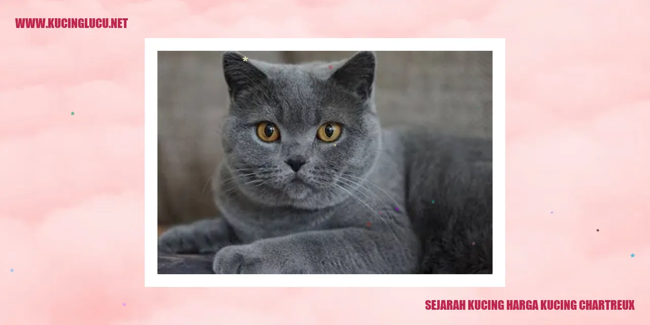 Sejarah Kucing Harga Kucing Chartreux