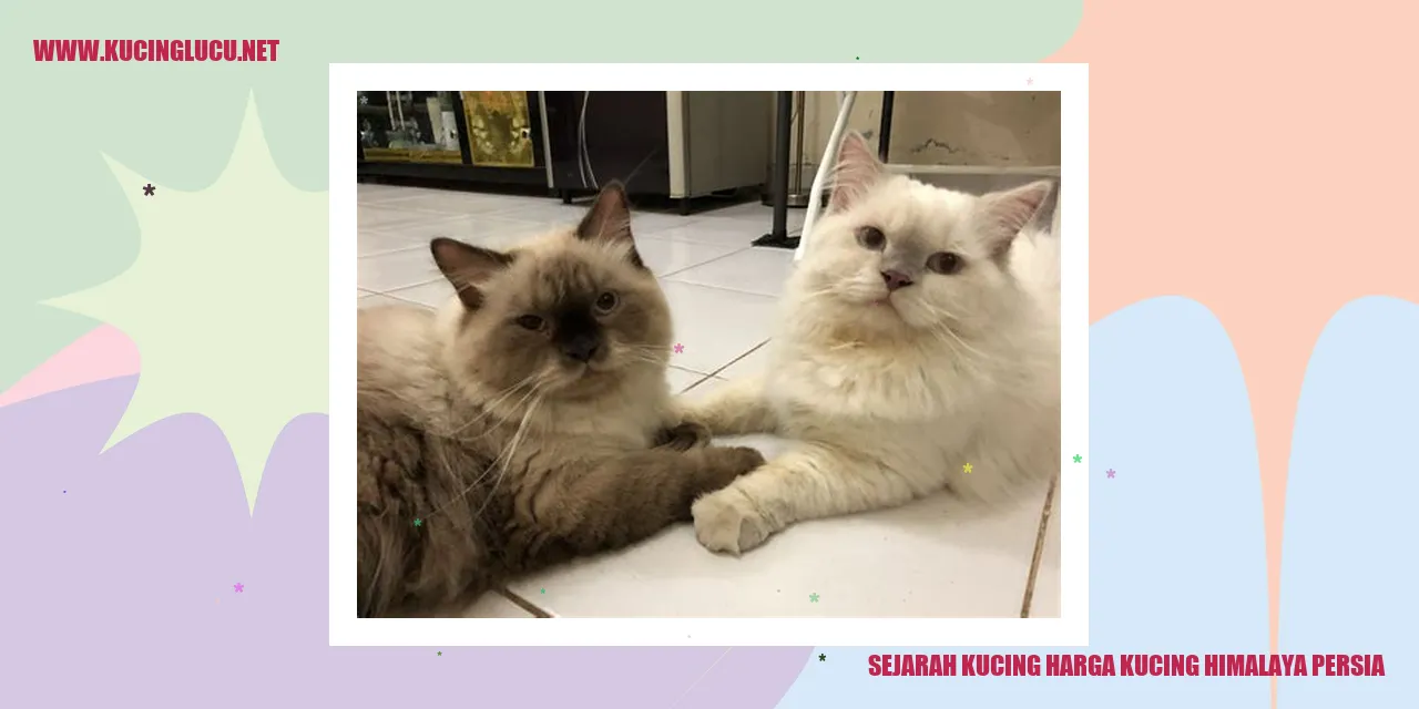 Gambar Kucing Himalaya Persia