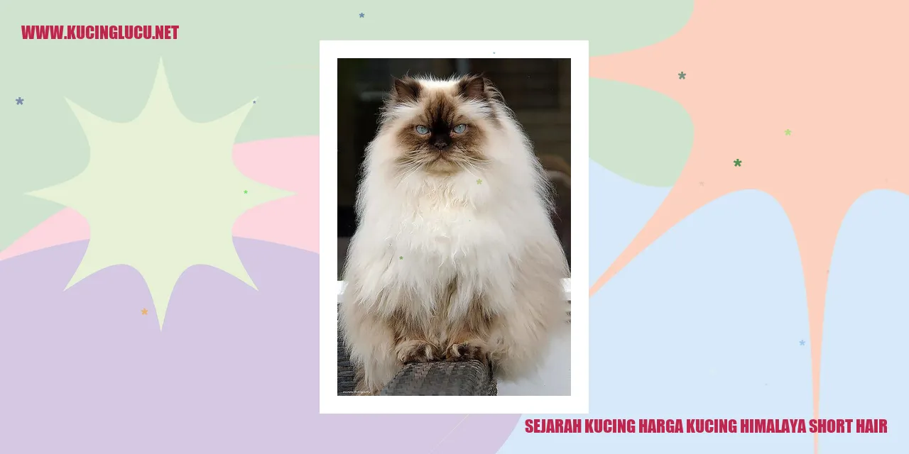 Sejarah Kucing Himalaya Short Hair