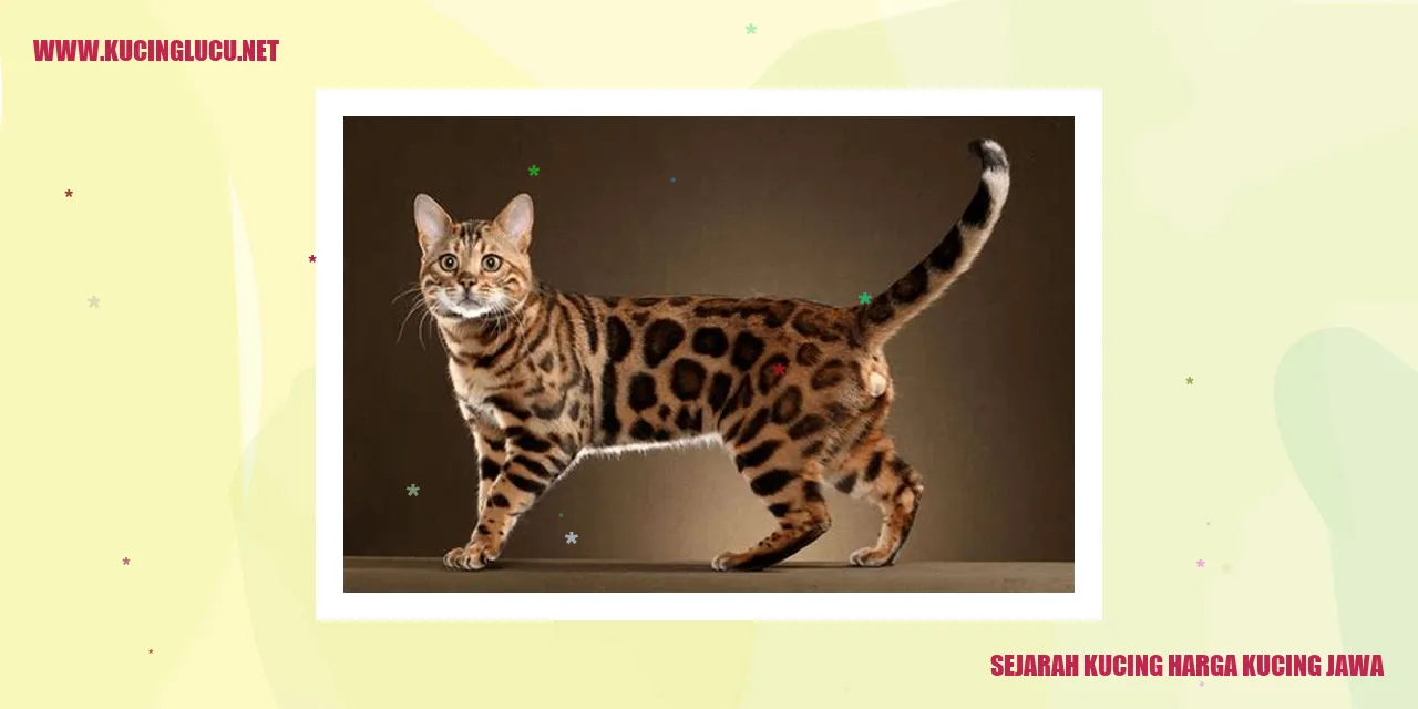 Kucing Jawa