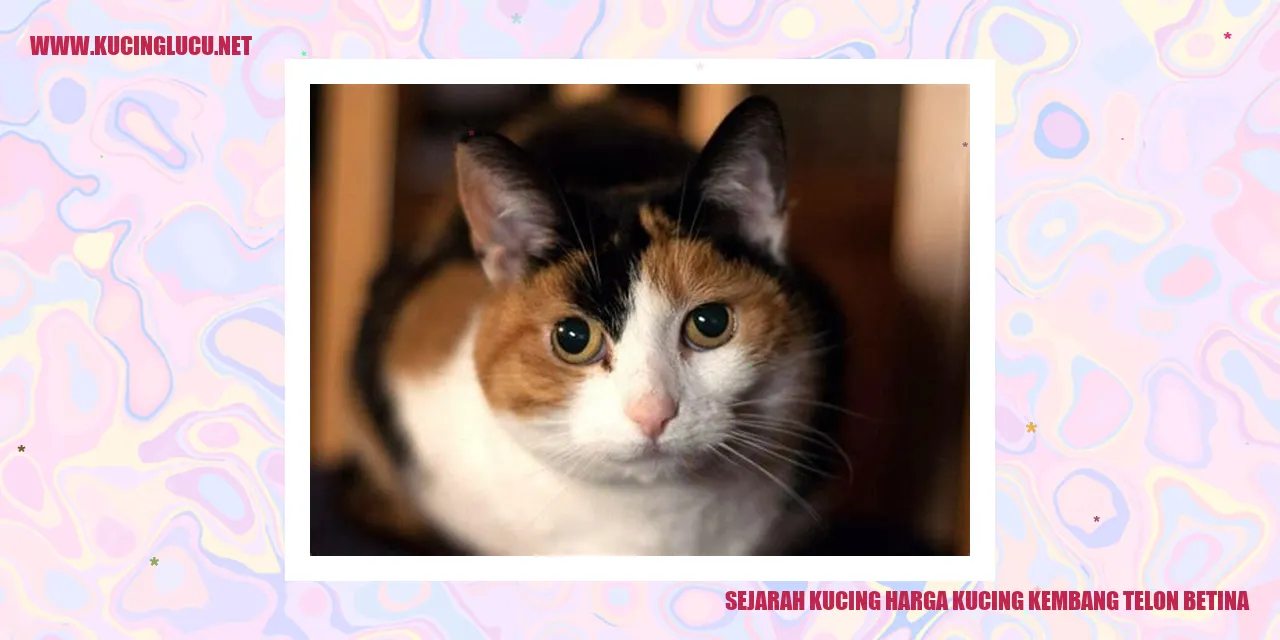 Gambar Kucing