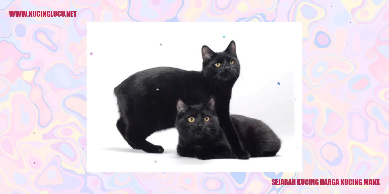 Gambar Kucing Manx