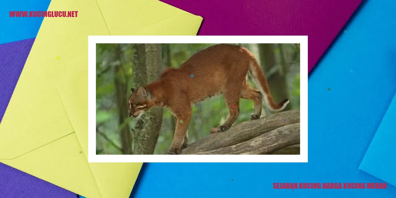 Gambar Kucing Merah