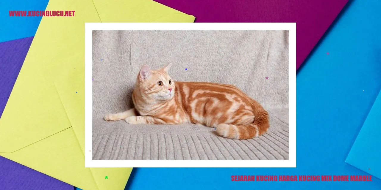 Kucing Mix Dome Marmer