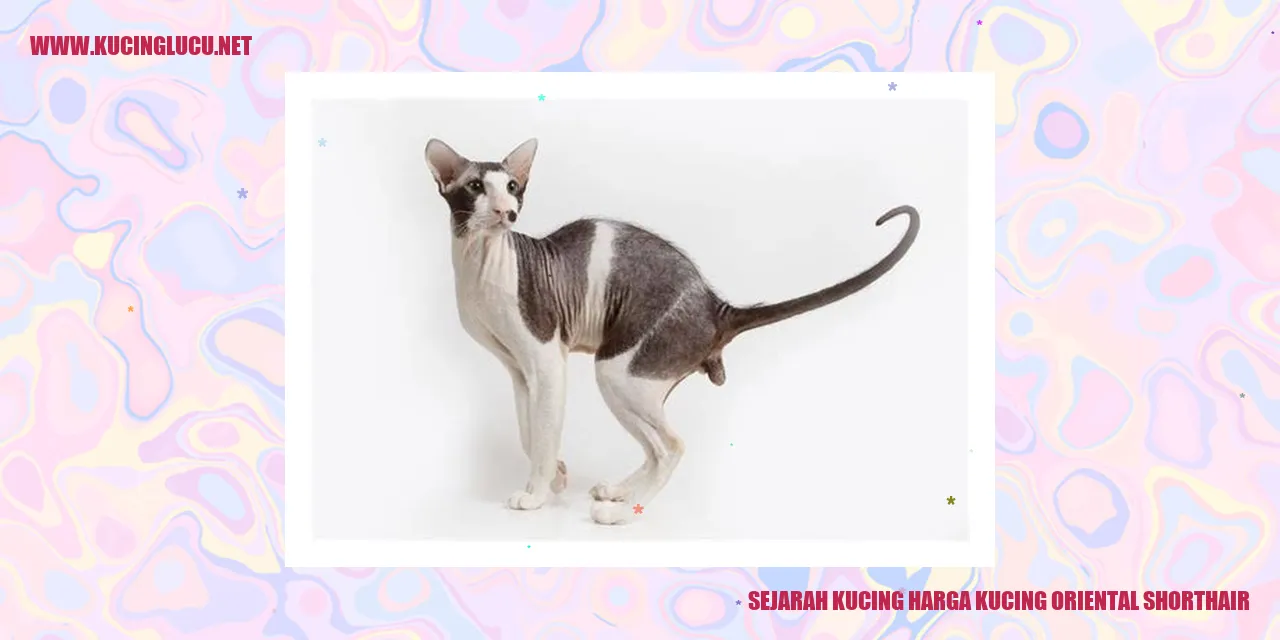 Sejarah Kucing harga kucing oriental shorthair