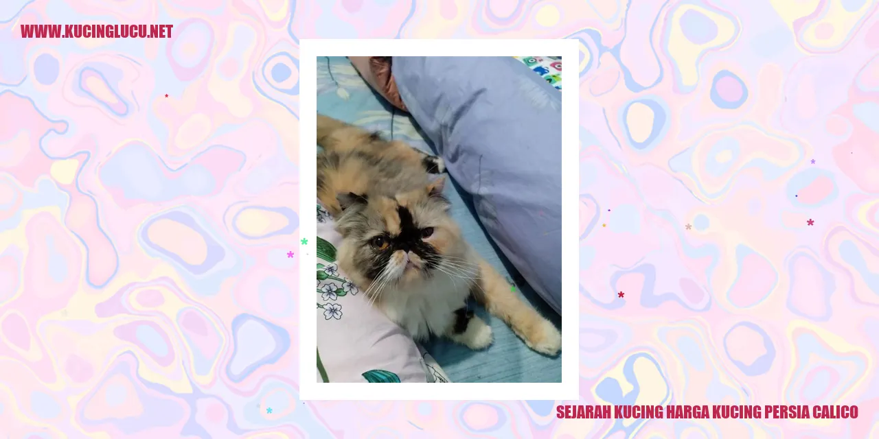 Kucing Persia Calico