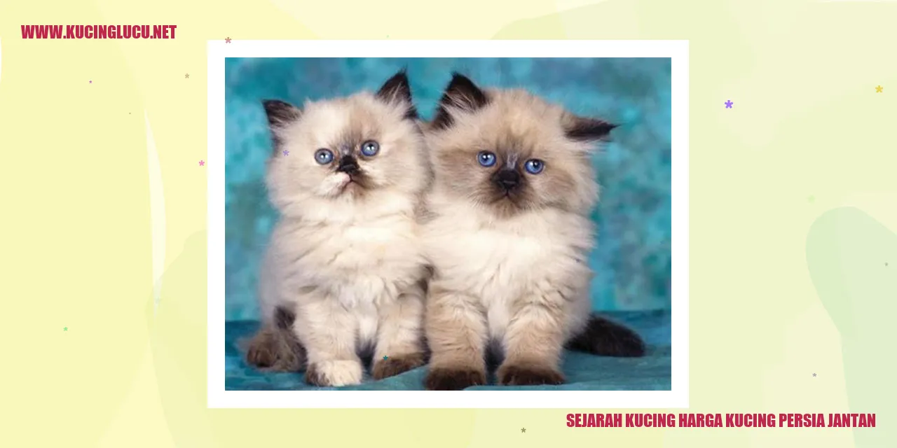 Kucing Persia Jantan