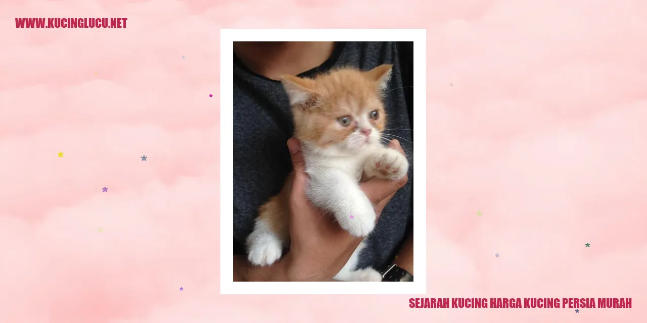 Kucing Persia Murah