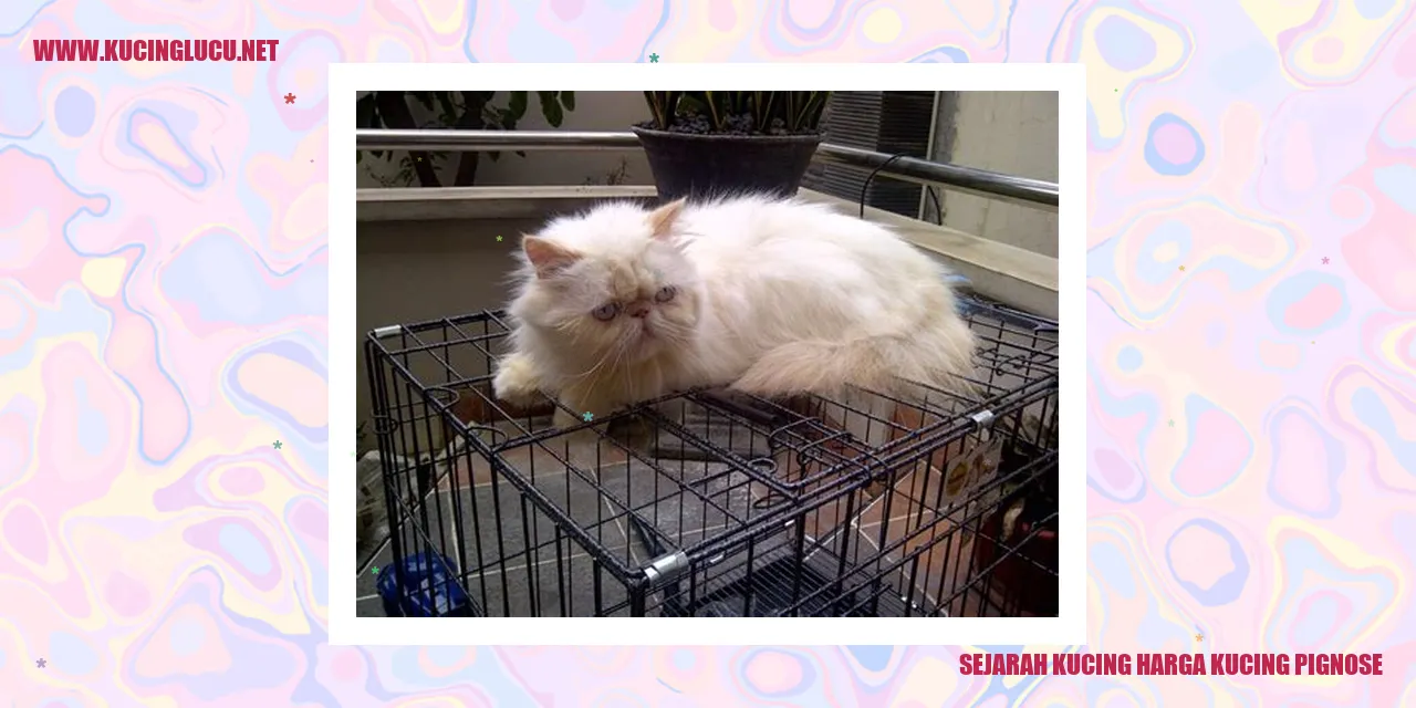 Illustrasi Kucing Pignose