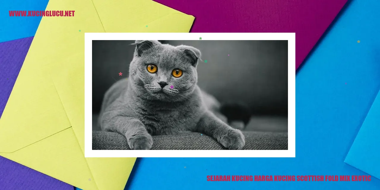 Sejarah Kucing harga kucing Scottish Fold Mix Exotic