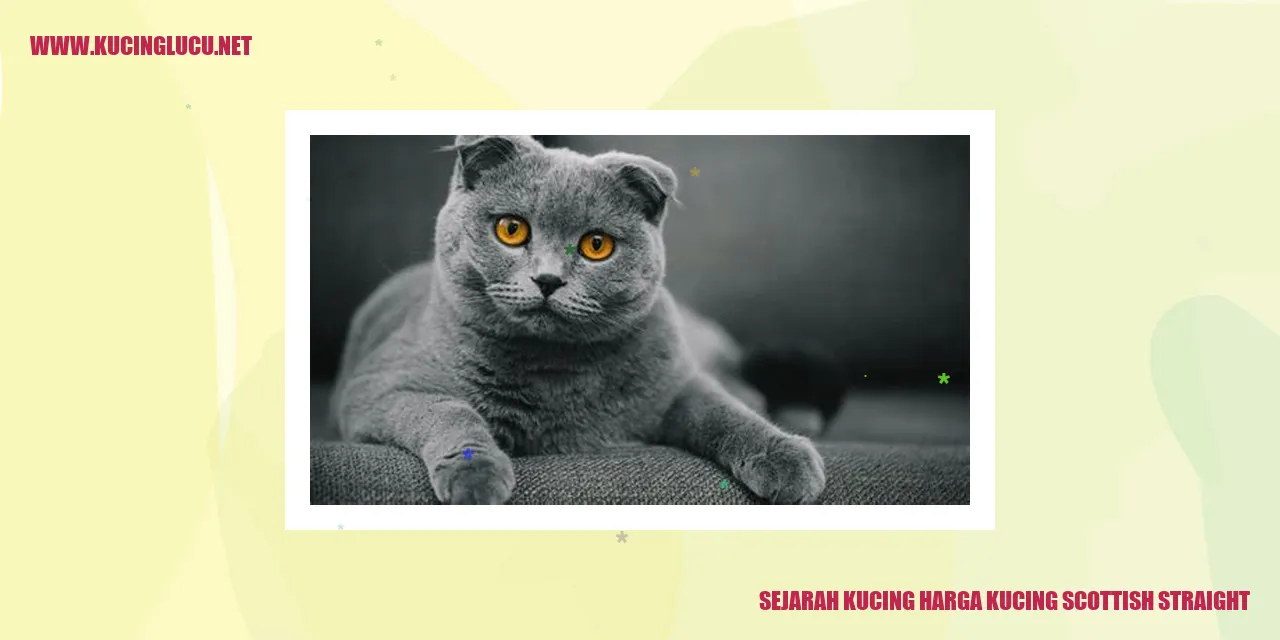 kucing scottish straight