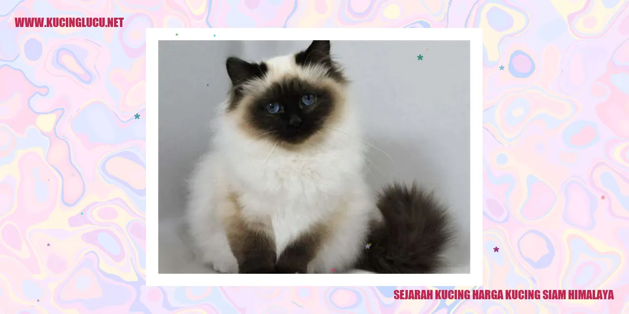Potret Kucing Siam Himalaya