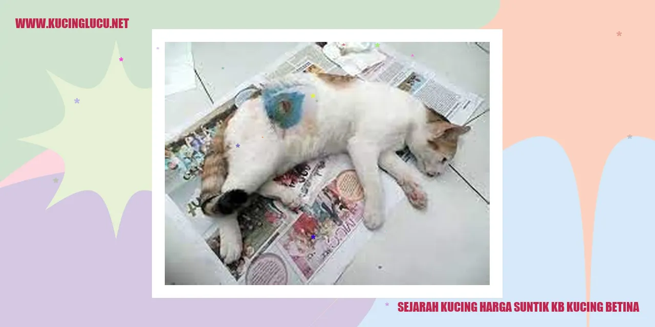 Sejarah Kucing Harga Suntik KB Kucing Betina
