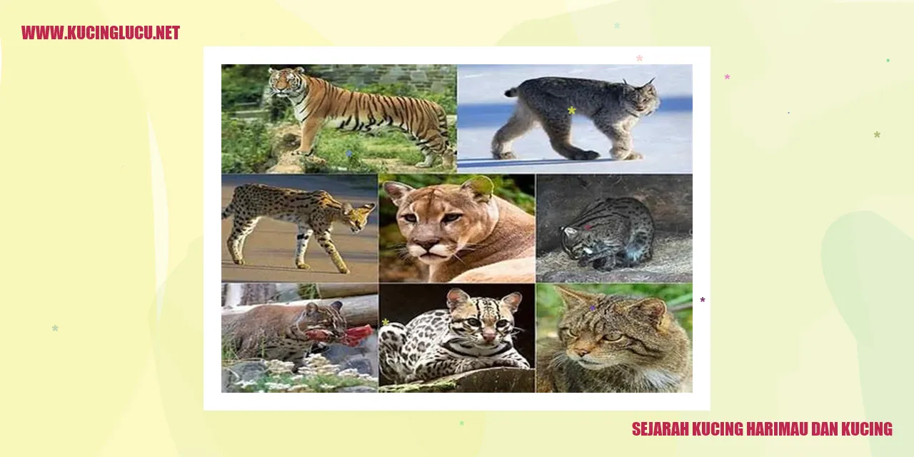 Gambar Keterkaitan Sejarah Kucing Harimau dan Kucing