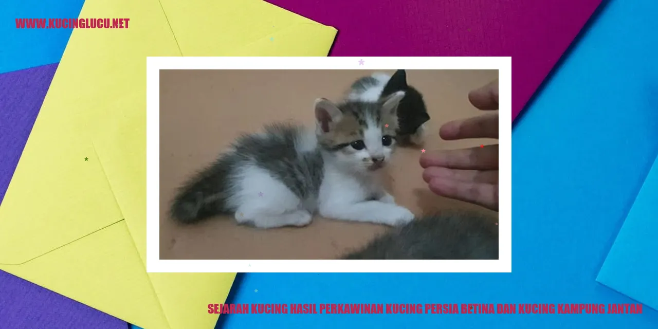 Kucing Persia dan Kucing Kampung