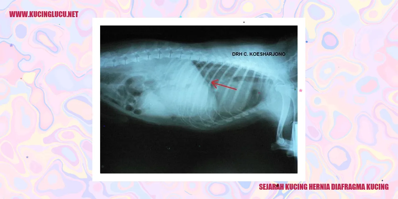 Gambar kucing mengalami hernia diafragma