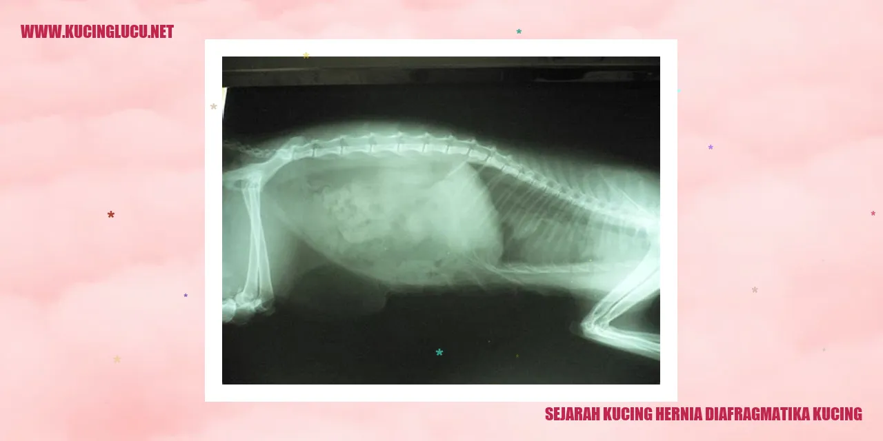 Sejarah Kucing Hernia Diafragmatika Kucing