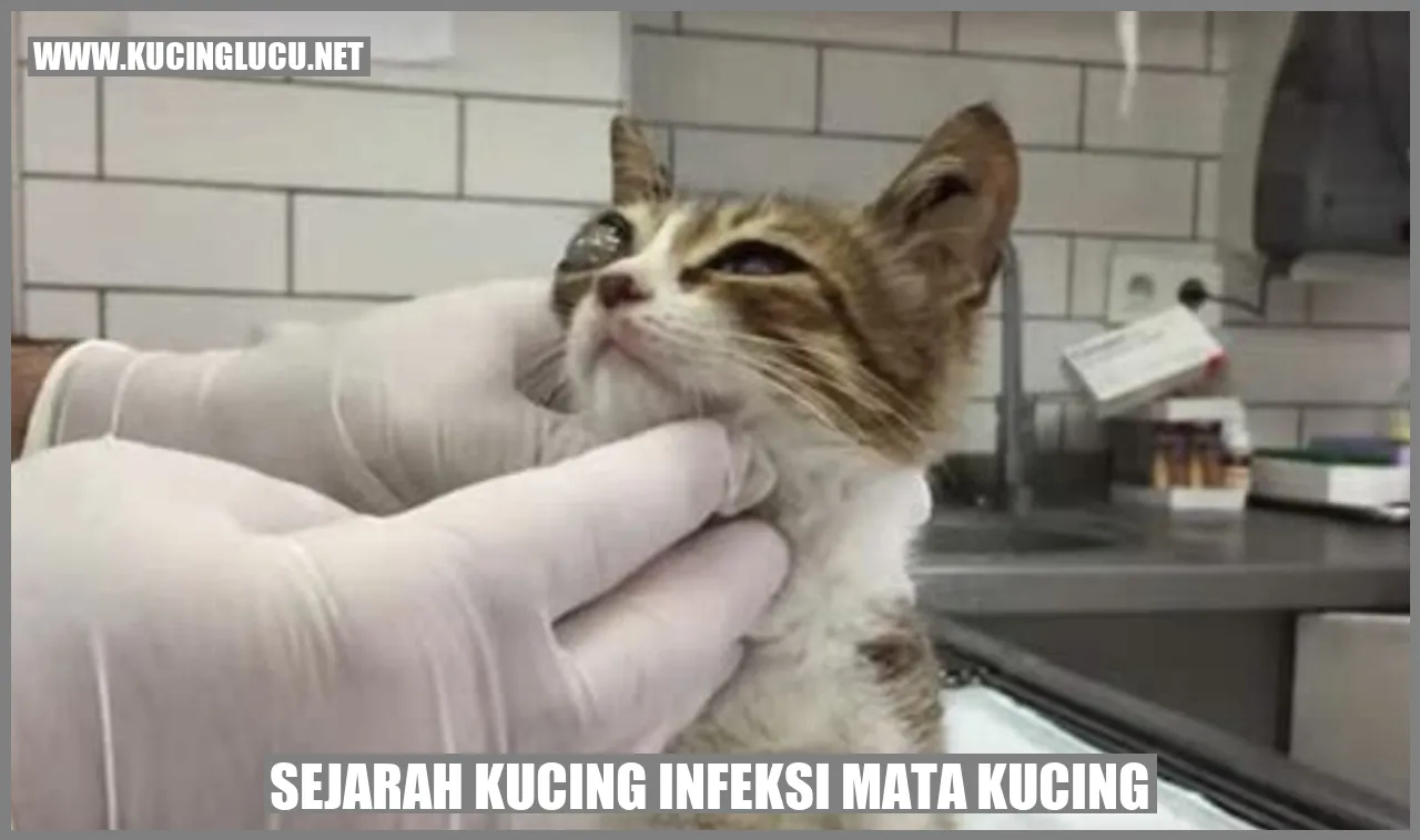 Kucing Terkena Infeksi Mata Merah