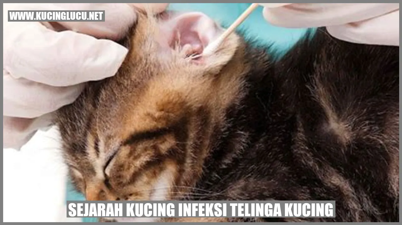 gambar kucing terkena infeksi telinga