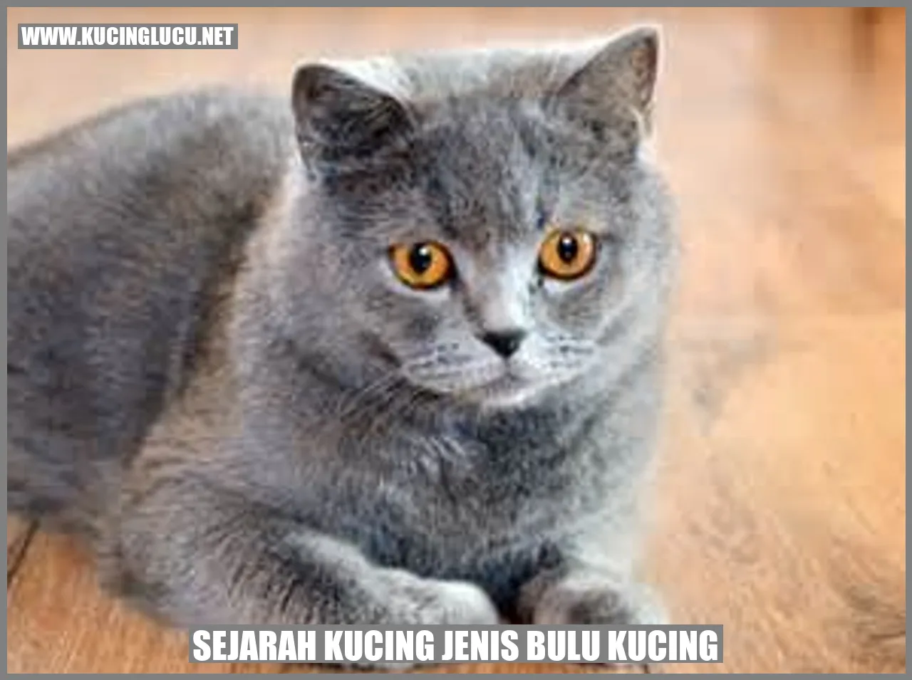 Gambar Kucing