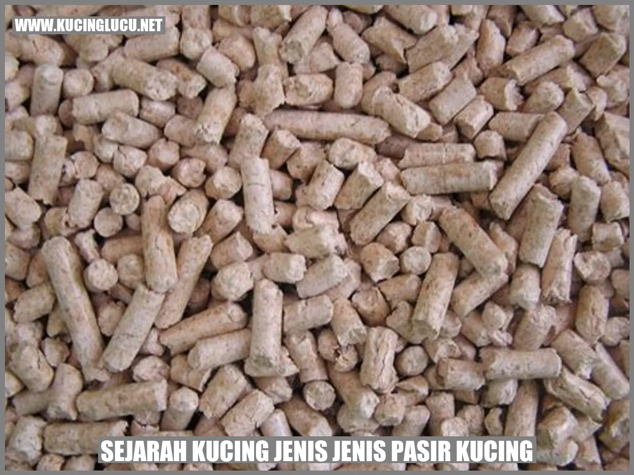 Sejarah Kucing Jenis Pasir Kucing