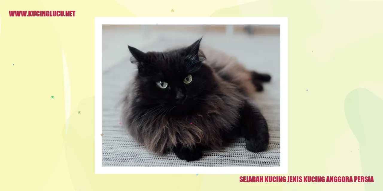 gambar kucing persia anggora
