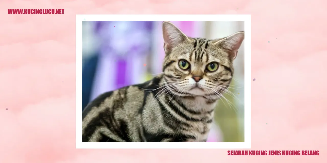Kucing Jenis Kucing Belang