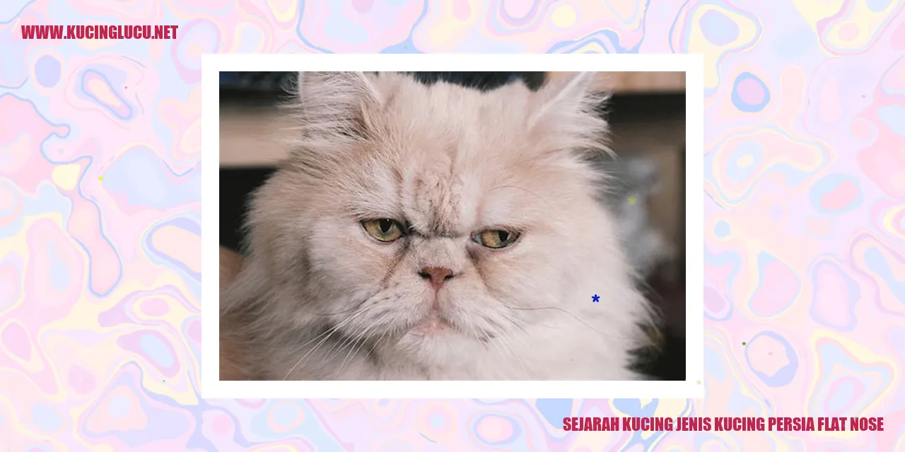 Gambar Kucing Persia Flat Nose