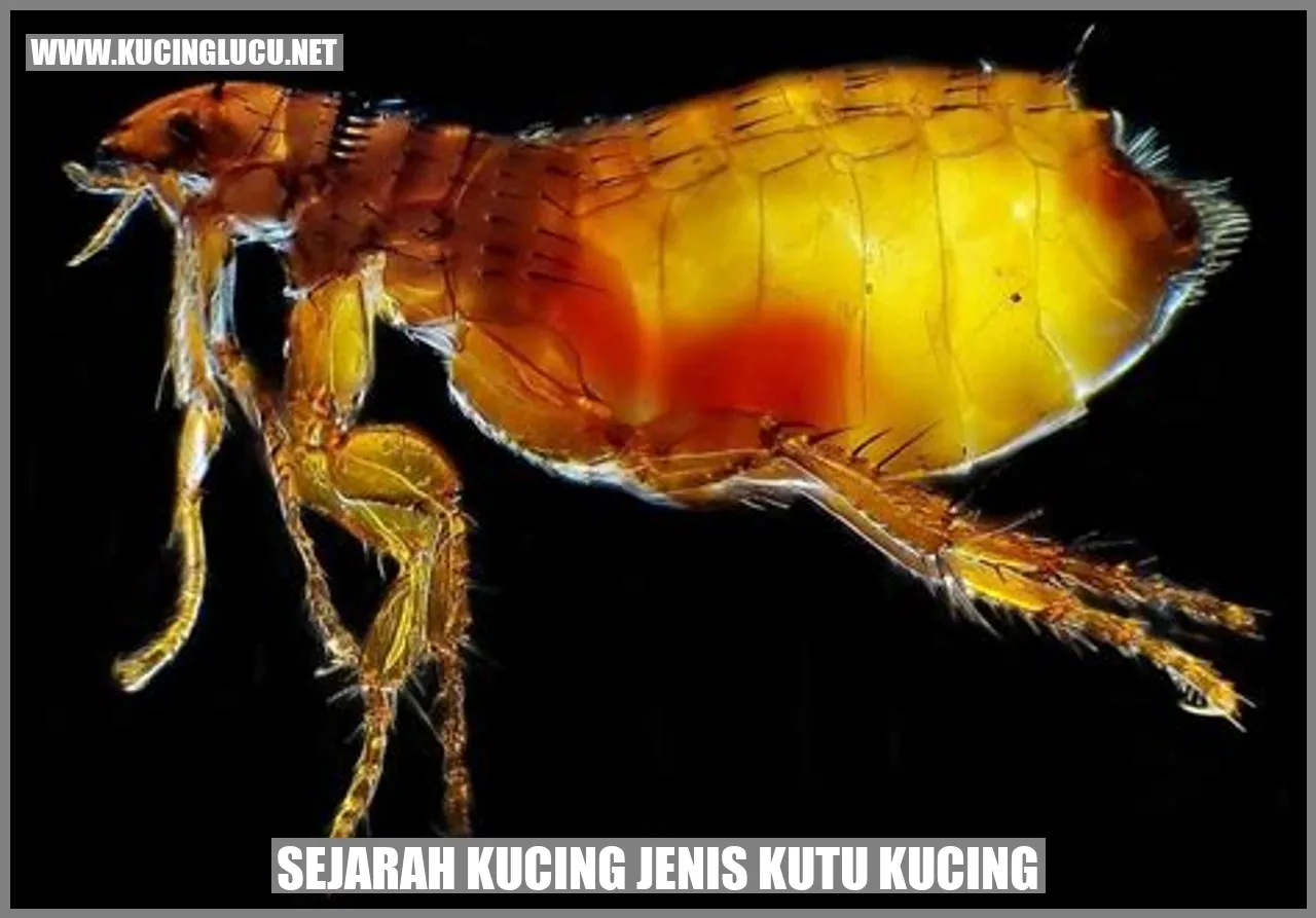Sejarah Kucing Jenis Kutu Kucing