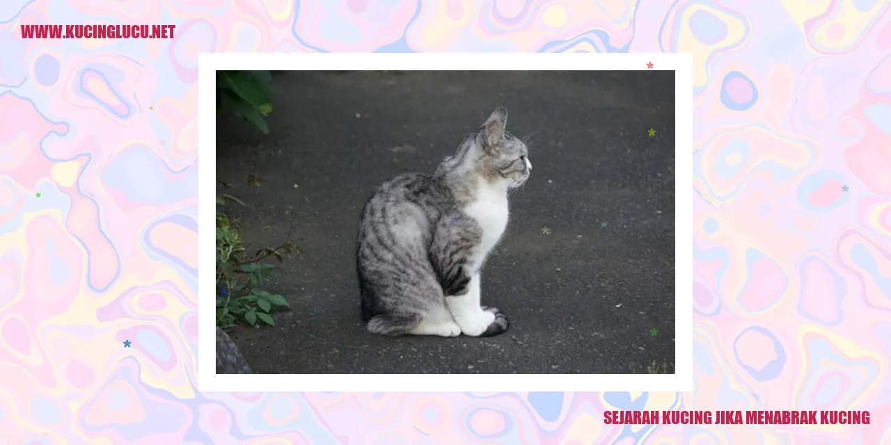 gambar sejarah kucing saat bertabrakan