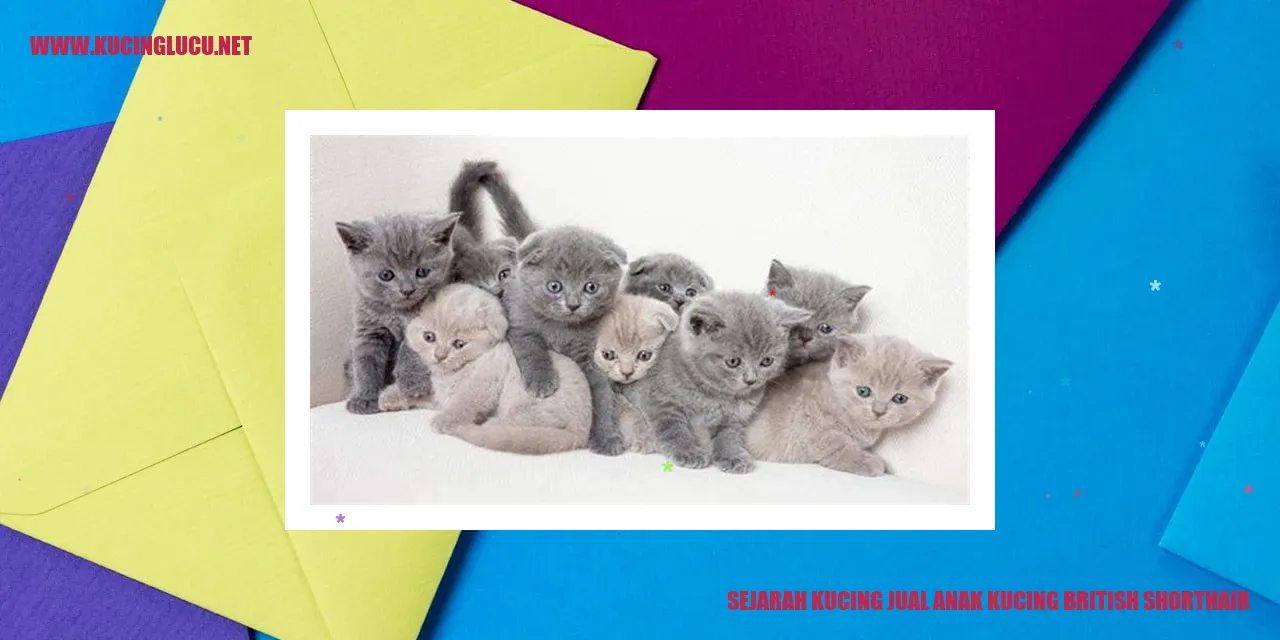 Gambar Kucing British Shorthair