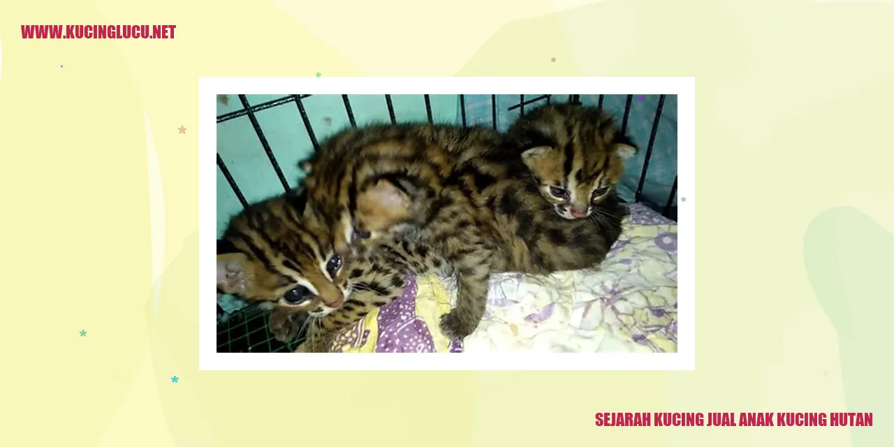 Kucing hutan