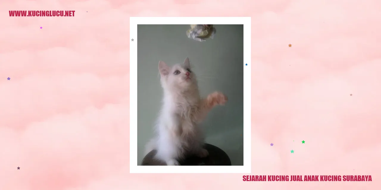 gambar kucing