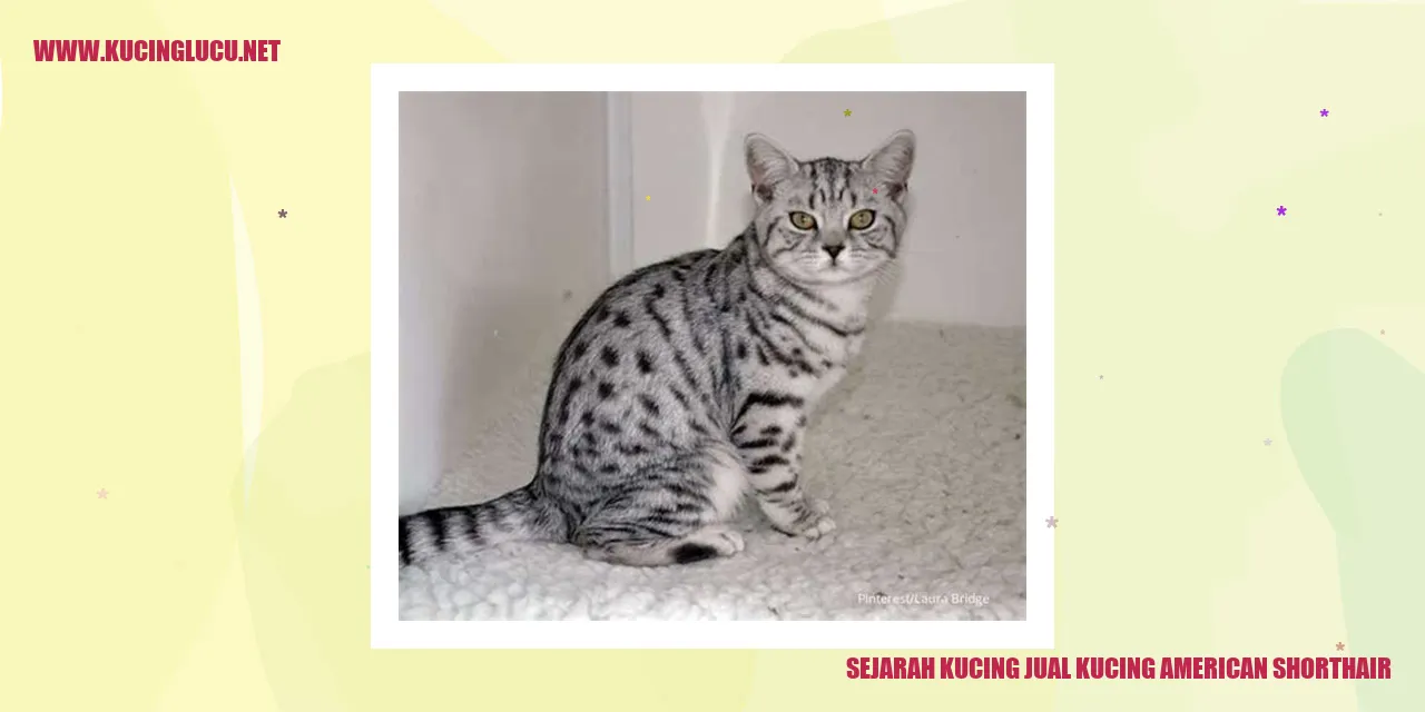 Gambar Kucing American Shorthair