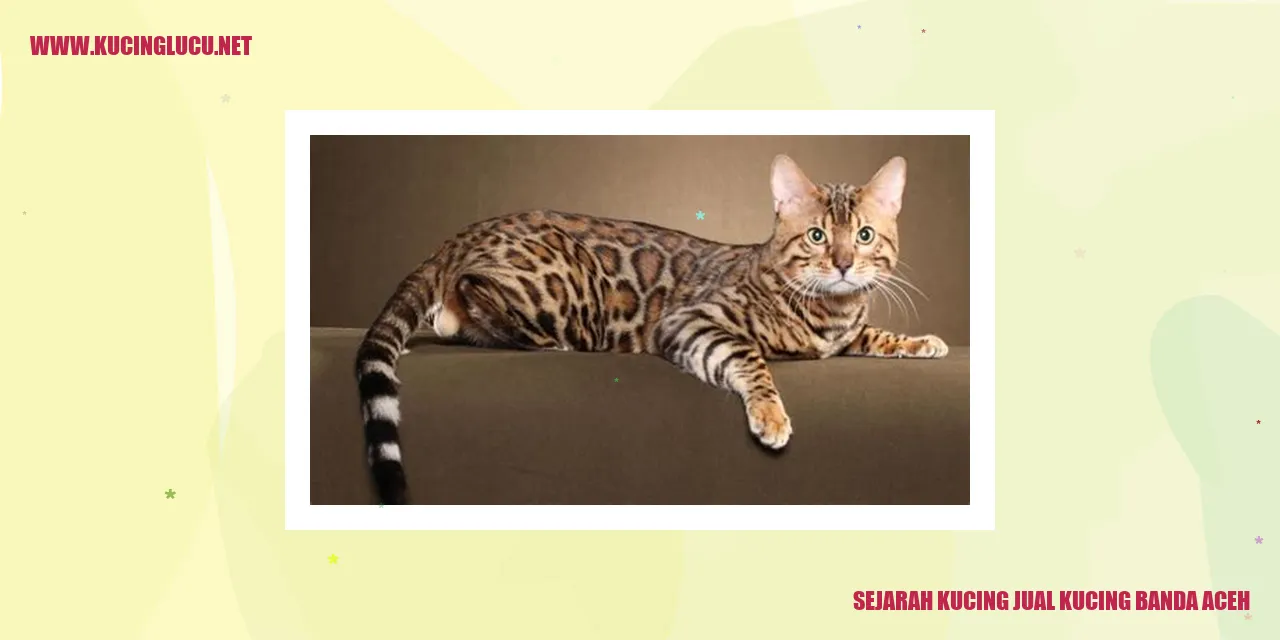 Kucing Jual Kucing Banda Aceh