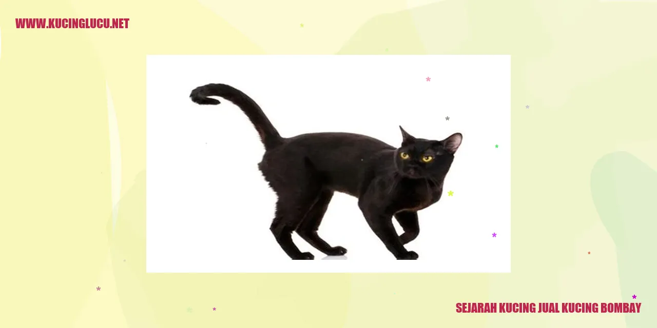 Jejak Langkah Kucing Bombay